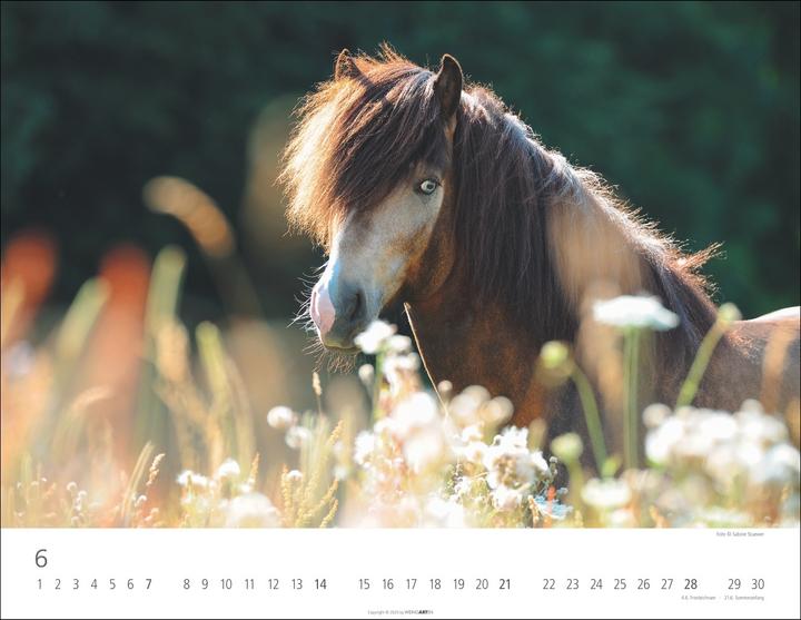 Produktbild Islandpferde Kalender 2026 (44 x 34 cm, Harter Einband, Deutsch, Englisch)