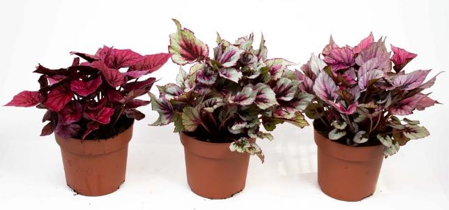 Immagine prodotto Fresca-Plant Begonia Rex (17 cm)
