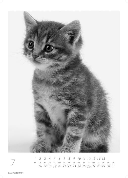 Produktbild Cats 2026 S 29x21cm (29 x 21 cm, Deutsch)