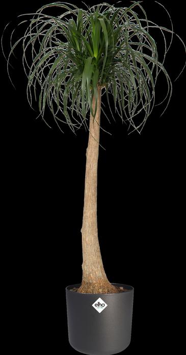 Produktbild Elho b.for soft (18.30 cm)