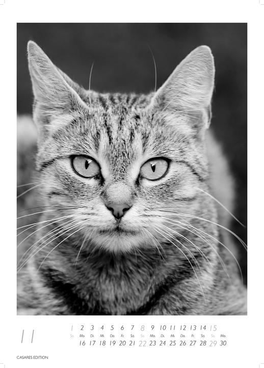 Produktbild Cats 2026 S 29x21cm (29 x 21 cm, Deutsch)