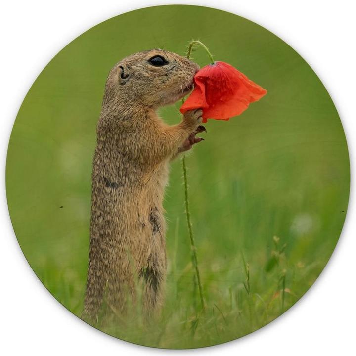 Actual product image Trenddeko van Duijn - Gopher with poppy flower (Ø 45 cm)