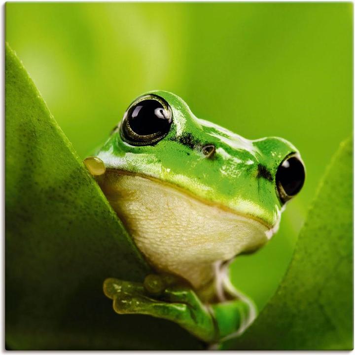 Artland Canvas picture on stretcher Scouting frog T5VH 50x50 cm (40x40 cm)