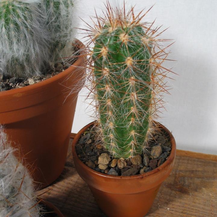 Produktbild Kakteen Gautschi Haarige Greisen (20 cm)