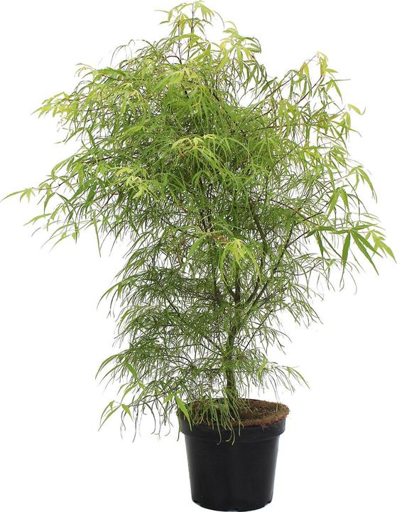 Zulauf Japanischer Fächer-Ahorn / Acer palmatum 'Koto-No-Ito' (80 cm)