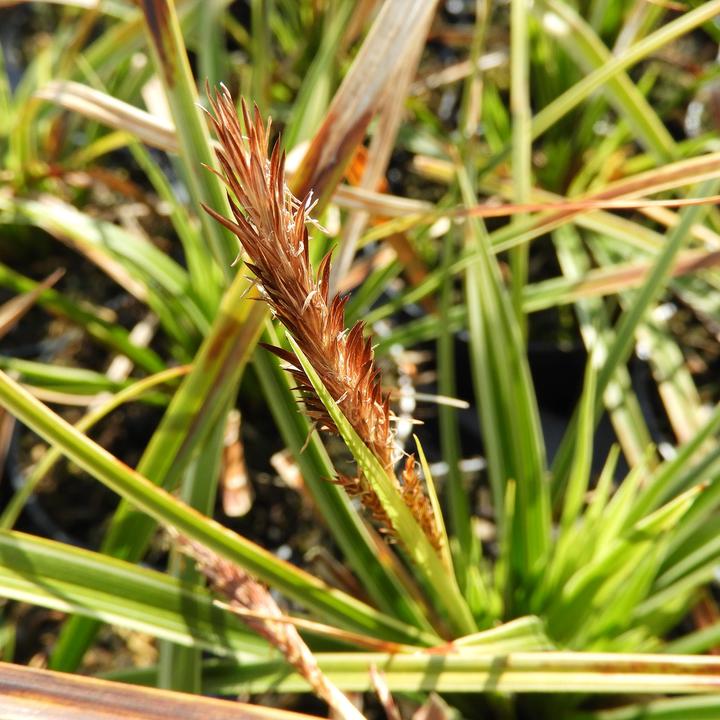 Produktbild Zulauf Carex morrowii 'Variegata' / Japan-Segge 'Variegata' (20 cm)