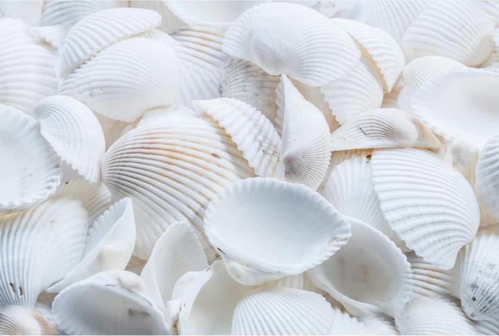 Produktbild Trenddeko Weisse Muscheln (100 x 70 cm)