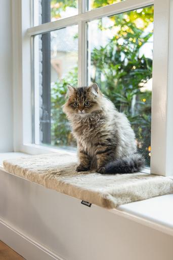 Produktbild Beeztees Fensterbankkissen Moza (Katze)