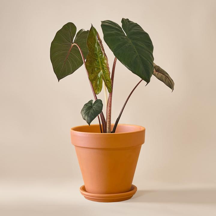 Mary and Plants Yucatan Princess (70 cm)