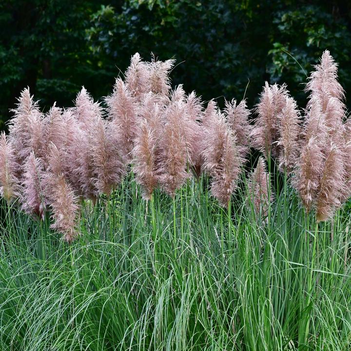 Produktbild Plant in a Box Cortaderia selloana - 6er Set Pampasgräser (25 cm)