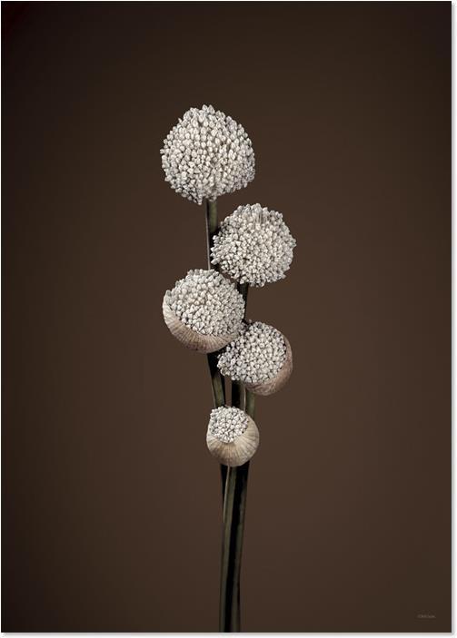 Immagine prodotto ChiCura Unfold (29,5 x 42 cm)