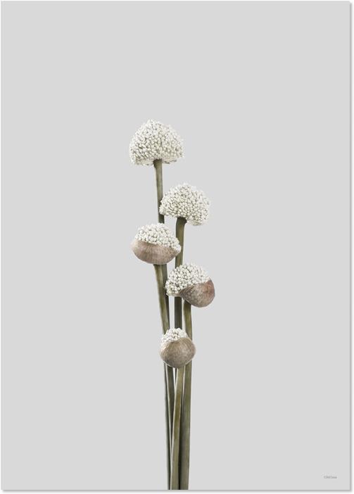 ChiCura Unfold 1 (50 x 70 cm)