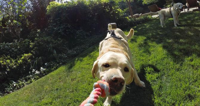 Produktbild GoPro Fetch Hundegeschirr (Hero 7, Universal, Osmo Action)
