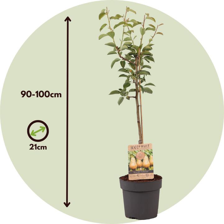 Produktbild Plant in a Box Pyrus communis 'Conference' - Birnenbaum (90 cm)