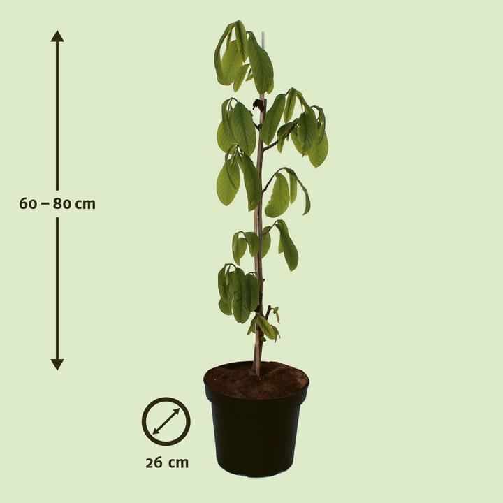Produktbild Zulauf Indianerbanane / Asimina triloba 'Prima'® (70 cm)