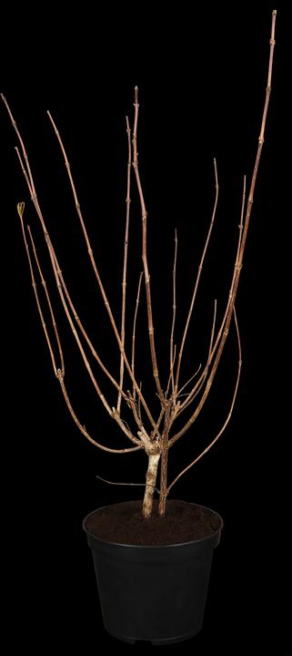 Weigelie Ruby (100 cm)