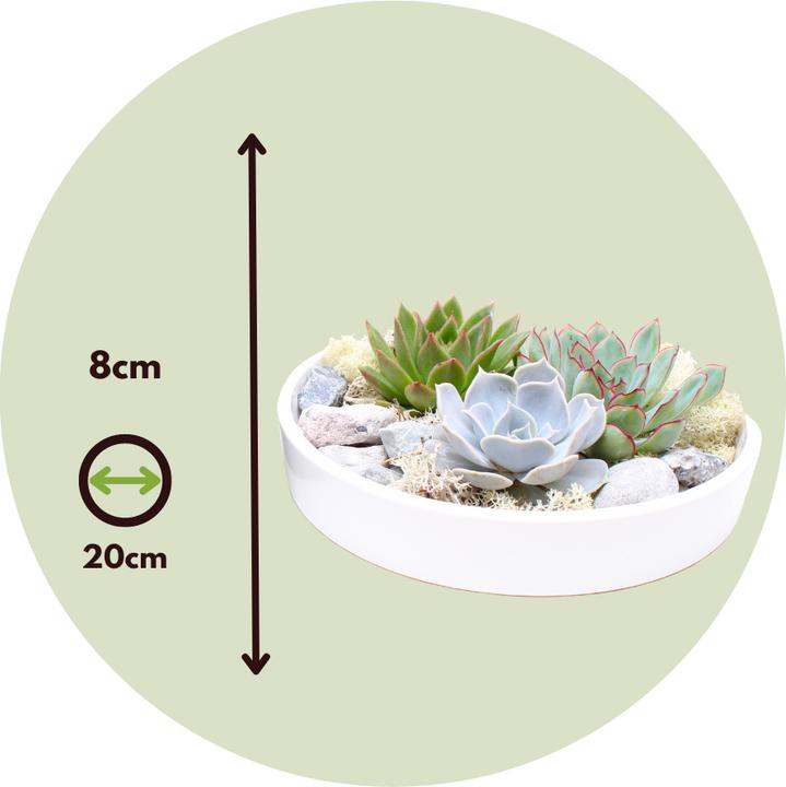 Actual product image Plant in a Box Echeveria lilacina - Garden Mix White (8 cm)