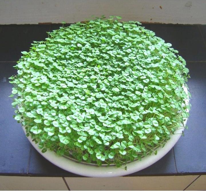 Produktbild Eschenfelder Kressesieb