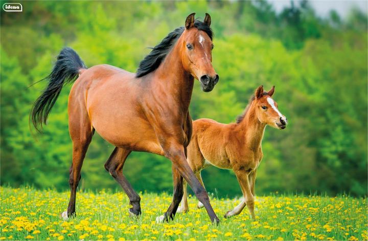 Image du produit Idena Sous-main PP 58,5x38,5cm cheval