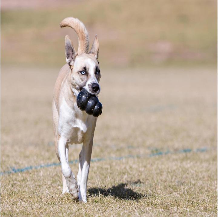 Image du produit KONG Extrême (Apporter, Jouet alimentaire pour chien, Jouet à mâcher pour chien)