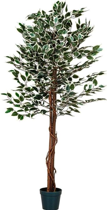 Image du produit Plantasia Ficus Benjamini (160 cm)