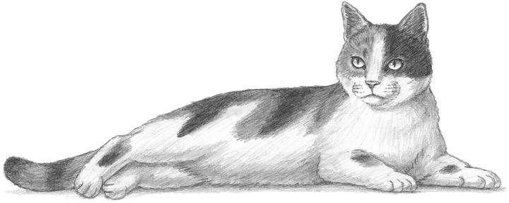 Produktbild Die Kunst des Zeichnens für Kinder - Ich zeichne Katzen