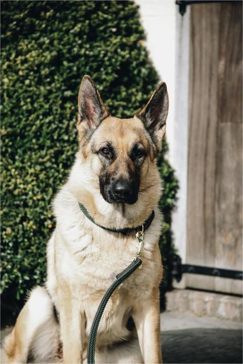 Produktbild Kentucky Dogwear Geknüpfte Nylon Hundeleine (L, Hund)