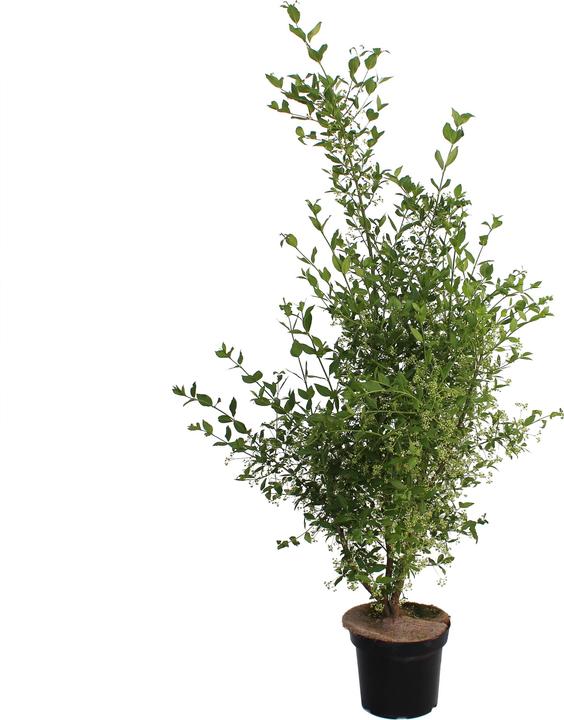 Produktbild Zulauf Pfaffenhütchen / Euonymus europaeus (80 cm)