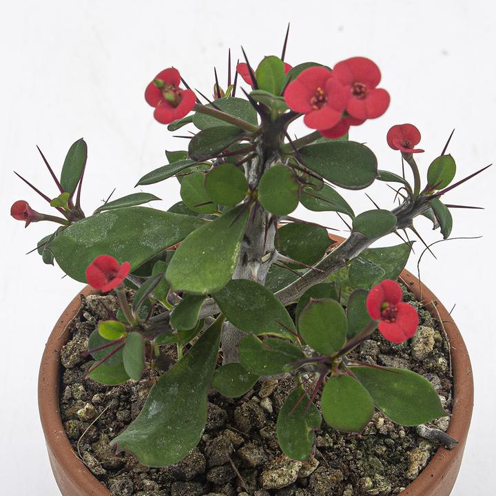 Produktbild Kakteen Gautschi Euphorbia milii Set (25 cm)