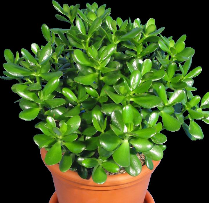 Kakteen Gautschi Crassula Obliqua (40 cm)