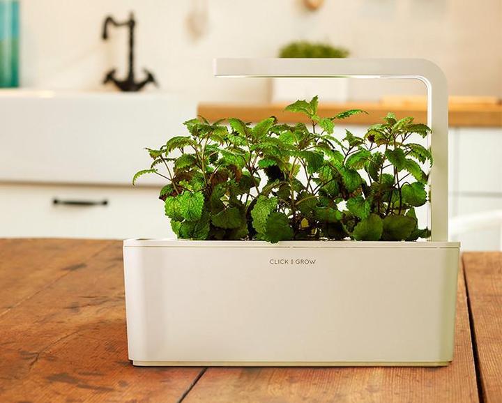 Actual product image Click and Grow Lemon Balm (Herb seeds)