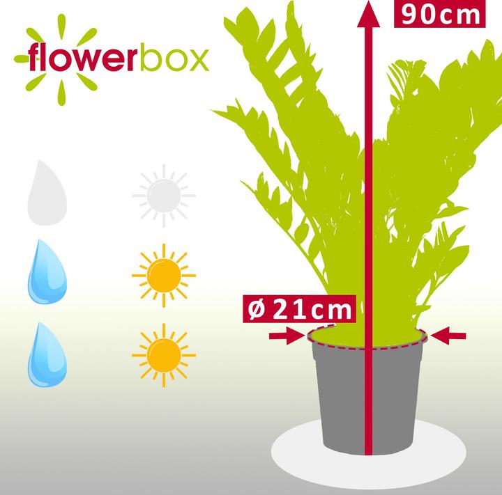 Produktbild Flowerbox Glücksfeder - Zamioculcas zamiifolia (90 cm)