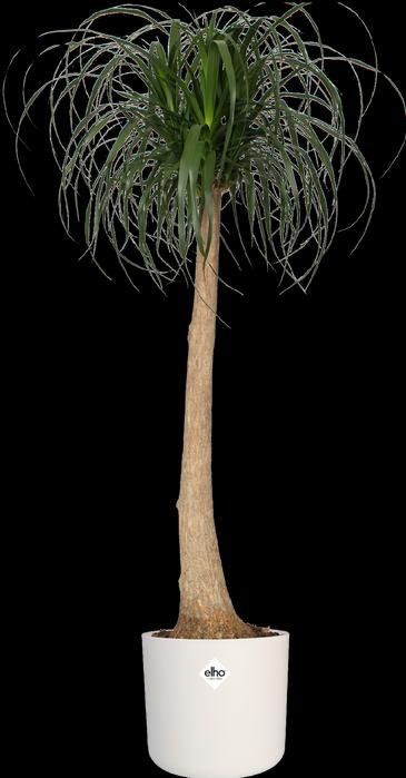 Produktbild Elho B.for soft (34.50 cm)