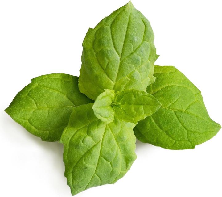 Produktbild Véritable Marokkanische Minze (Pflanzensamen)