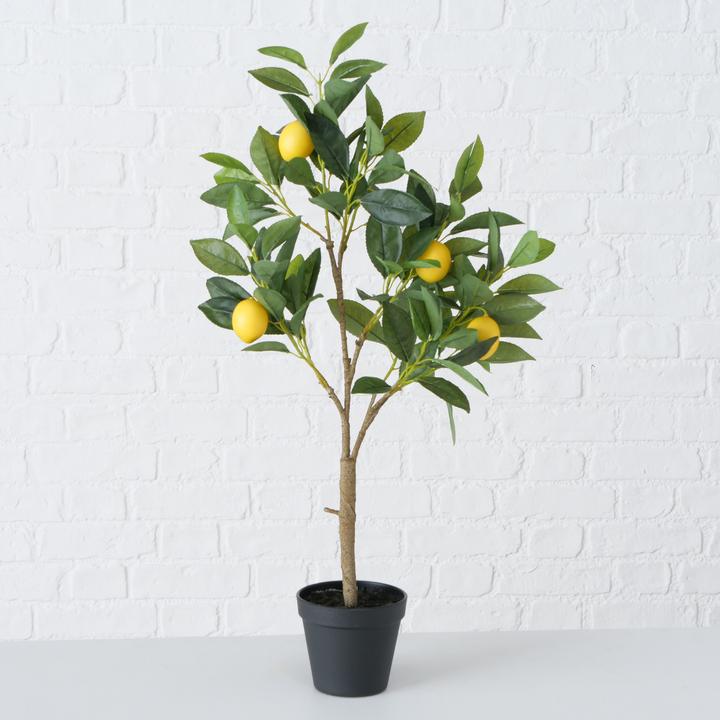Produktbild Zitronenbaum (70 cm)
