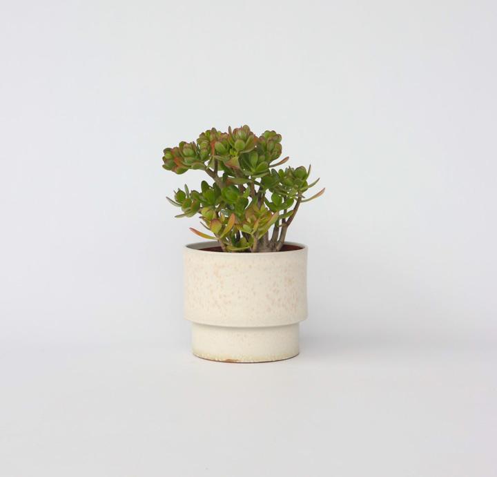 Image du produit Plant in a Box Crassula ovata Minor - Plante de jade (45 cm)