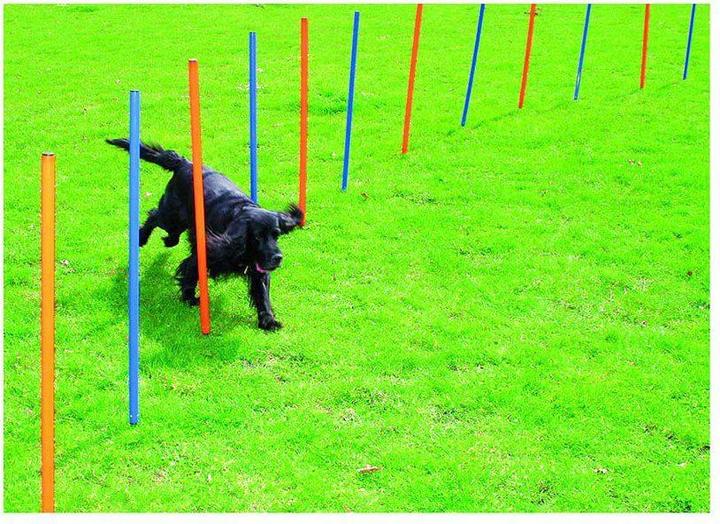 Image du produit Pawise Agility 12pcs Poles - (636.9000) (Agility)