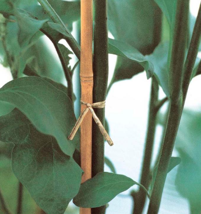 Immagine prodotto Verdemax Supporti per le piante (0.80 cm, 0.80 cm)