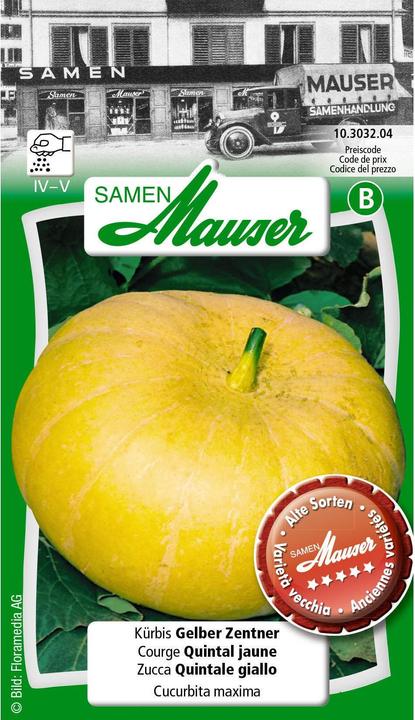 Samen Mauser Citrouille jaune Centner (Graines de légumes)