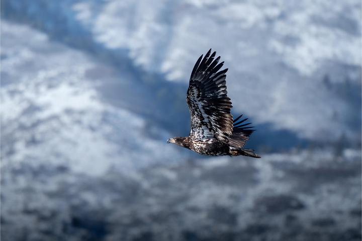Image du produit OM System M.Zuiko Digital ED 100-400mm F/5.0-6.3 IS II (Micro Four Thirds, Micro Four Thirds)