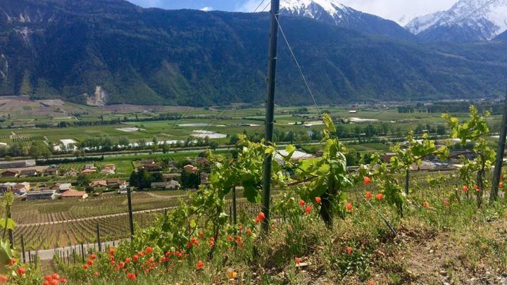 Immagine prodotto Degustazione di vini per 2