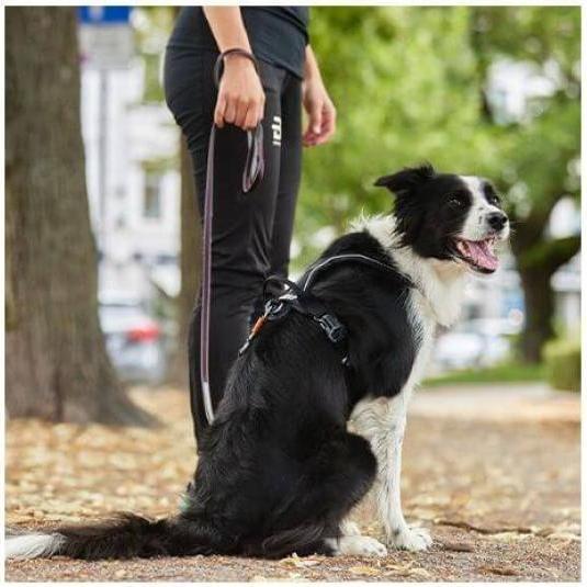 Produktbild Non-Stop Dogwear Move leash 15mm (L, Hund, Allgemein)