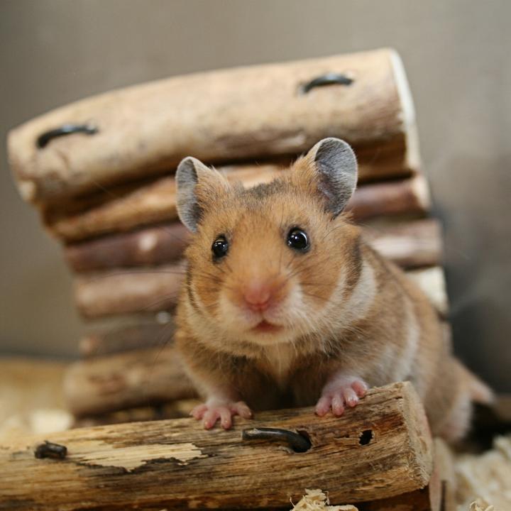 Produktbild Relaxdays Hamsterball