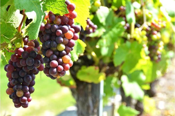 Produktbild Weindegustation für zwei