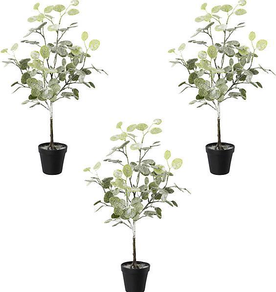 Image du produit kaiserkraft Eucalyptus en pot, givré, lot de 3, hauteur h.t. 580 mm. (58 cm)