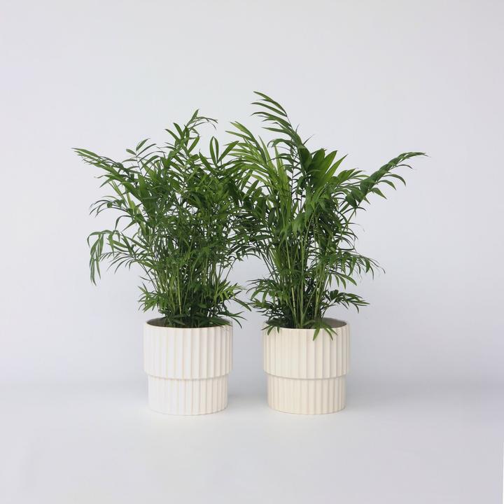 Produktbild Plant in a Box Chamaedorea elegans - Bergpalme - 2er-Set (50 cm)