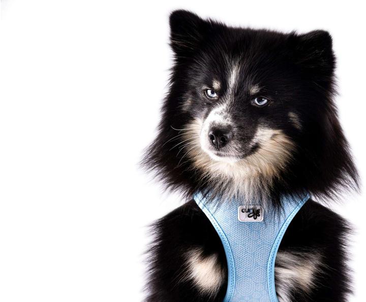 Produktbild Curli Geschirr Vest Air-Mesh XL SE24, Airblue (XL, Hund, Spazieren)