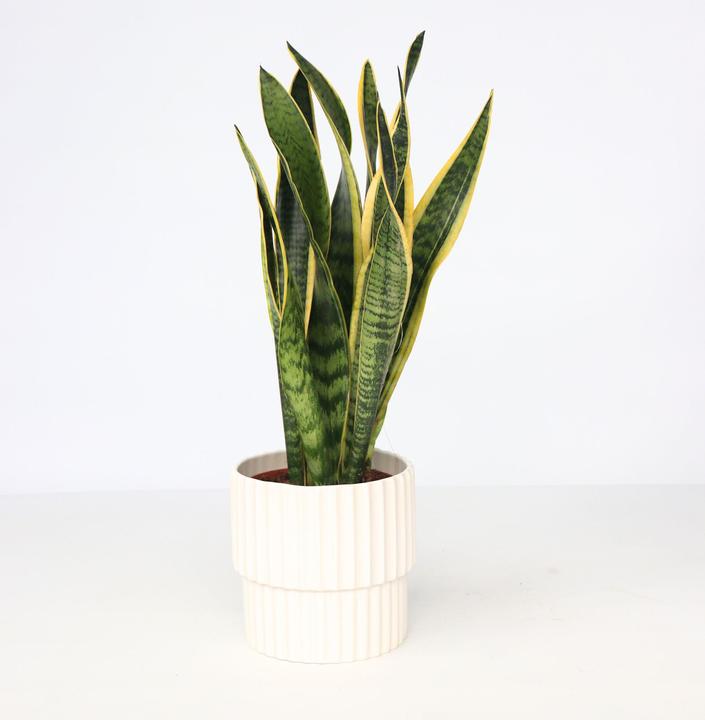 Actual product image Plant in a Box Sansevieria trifasciata Laurentii - bow hemp (40 cm)