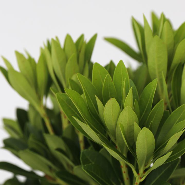 Produktbild Plant in a Box Pieris 'Forest Flame' - 2er Set Schattenglöckchen (25 cm)