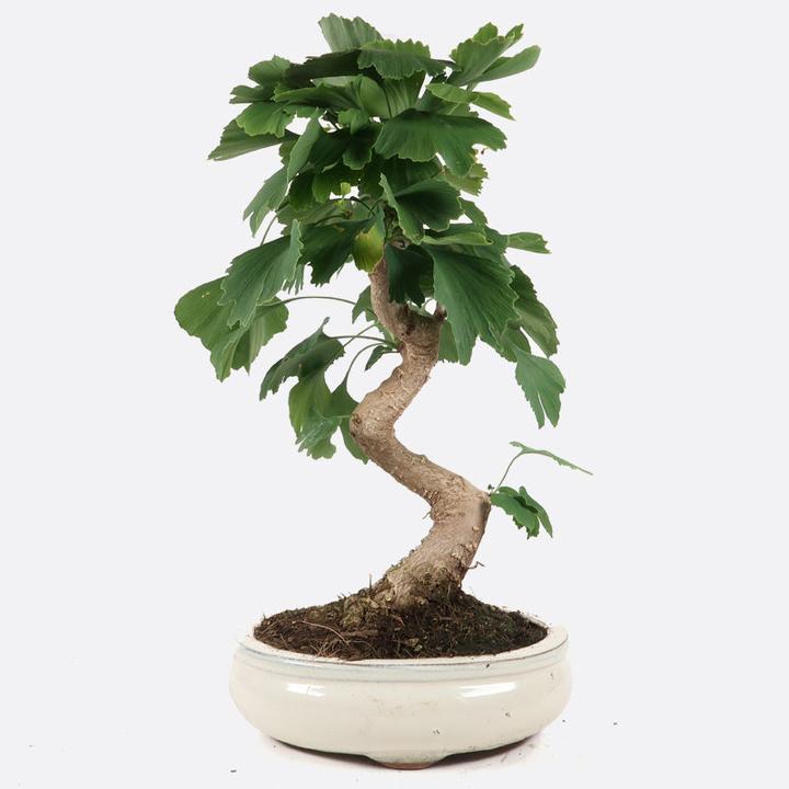 Image du produit Bonsai.ch Ginkgo biloba